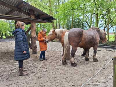 Paardencoaching Geheelnatuurlijk Tolbert