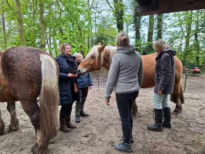 Paardencoaching Geheelnatuurlijk Tolbert