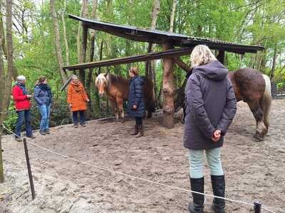 Paardencoaching Geheelnatuurlijk Tolbert