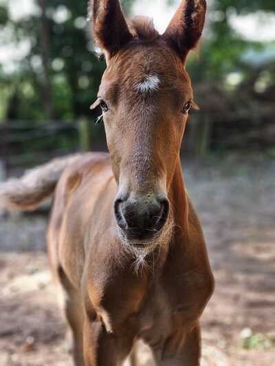 Paardencoaching Geheelnatuurlijk Tolbert