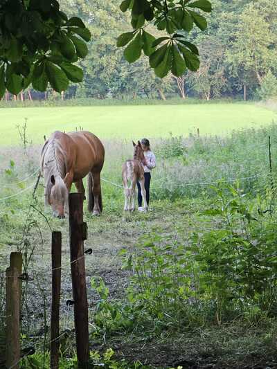 Paardencoaching Geheelnatuurlijk Tolbert