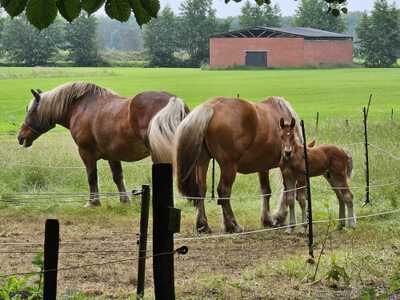 Paardencoaching Geheelnatuurlijk Tolbert
