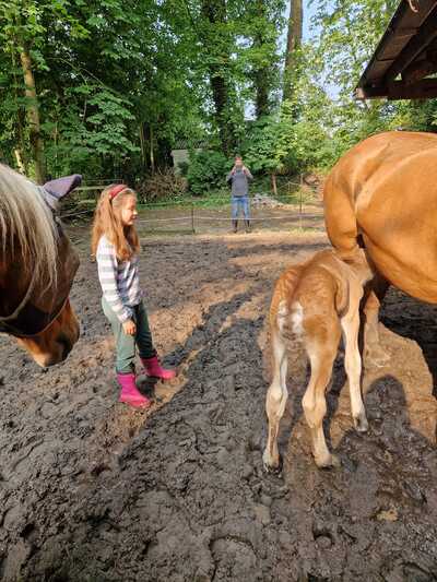 Paardencoaching Geheelnatuurlijk Tolbert