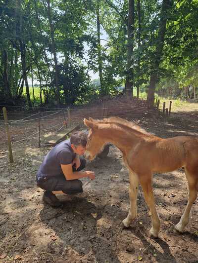 Paardencoaching Geheelnatuurlijk Tolbert