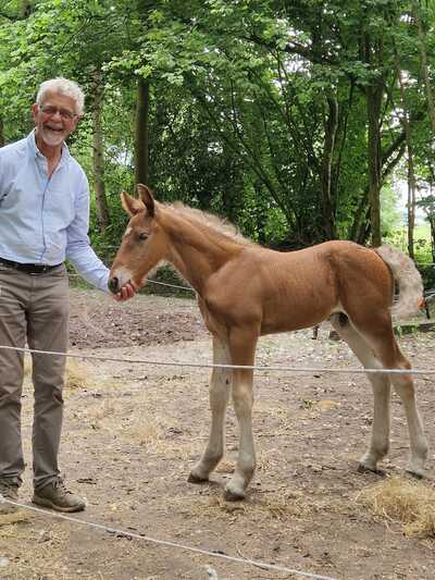 Paardencoaching Geheelnatuurlijk Tolbert