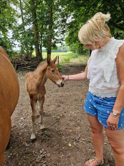 Paardencoaching Geheelnatuurlijk Tolbert