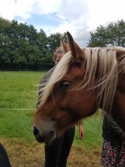 Paardencoaching Geheelnatuurlijk Tolbert