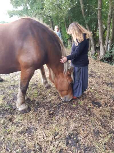 Paardencoaching Geheelnatuurlijk Tolbert