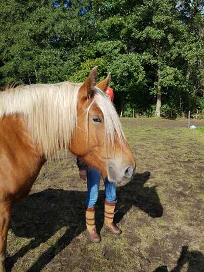 Paardencoaching Geheelnatuurlijk Tolbert