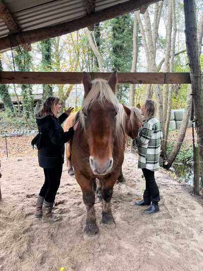 Paardencoaching Geheelnatuurlijk Tolbert